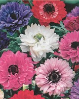 Anemone St. Brigid Mischung kaufen? Schnelle Lieferung und günstige ...