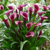 Aronskelk Durban - Calla