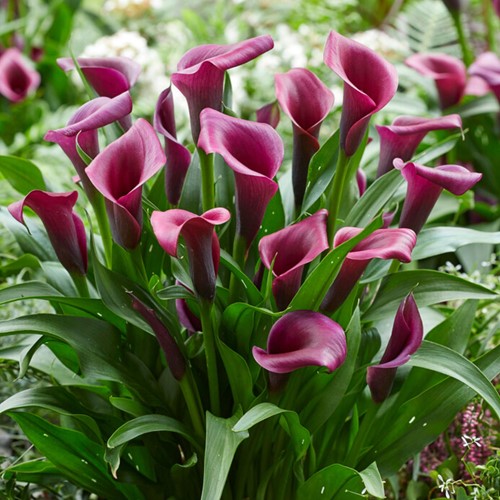 Zantedeschia Durban – Aronstab, Calla