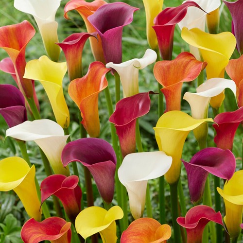 Calla Mischung