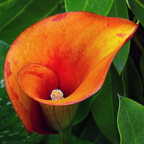 Calla Orange - Zantedeschia