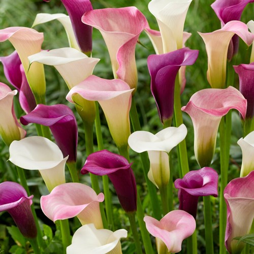 Zantedeschia Pastel Mix - Calla