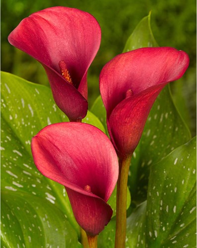Calla Rot