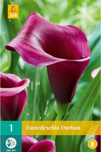 Aronskelk Durban - Calla-2