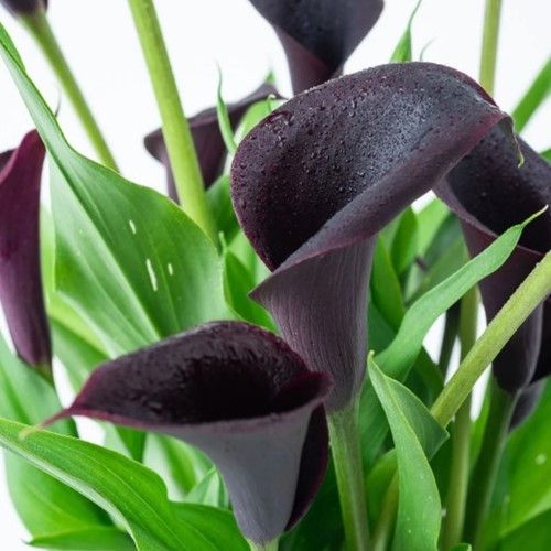Calla Schwarz