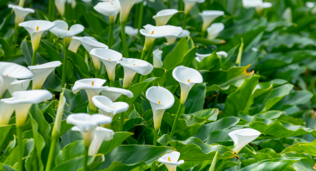 Calla (Drachenwurz) Hinweise