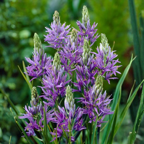 Camassia quamash – Leichtlin-Prärielilie