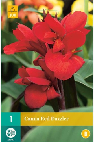 Canna Rot-2