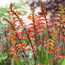 Chasmanthe floribunda Saturnus - Stattliche Rachenlilie