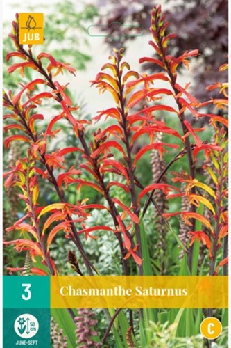 Chasmanthe floribunda Saturnus - Stattliche Rachenlilie