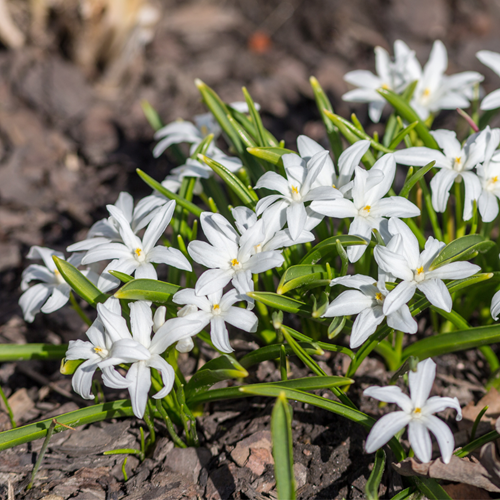 Chionodoxa Lucilea Alba