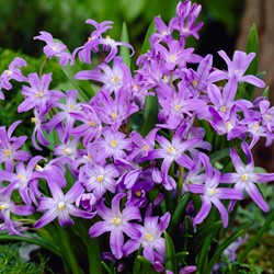 Chionodoxa luciliae - Schneeglanz