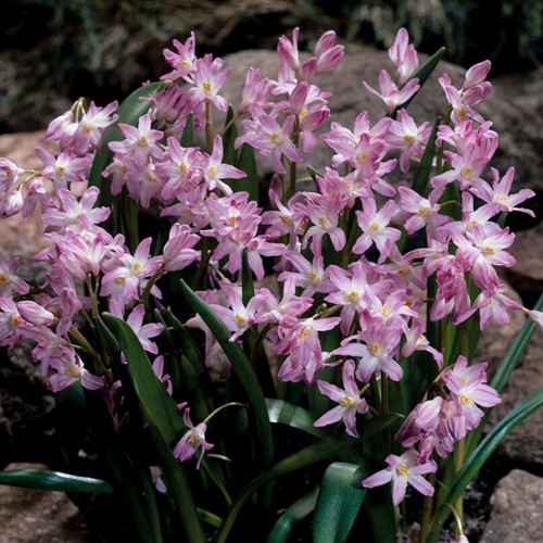 Chionodoxa Pink Giant – Sternhyazinthen