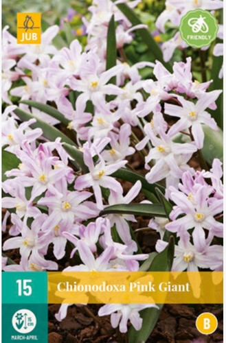 Chionodoxa Pink Giant – Sternhyazinthen