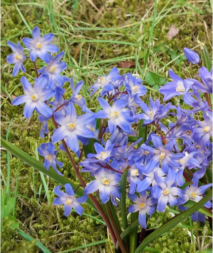 Chionodoxa luciliae - Schneeglanz
