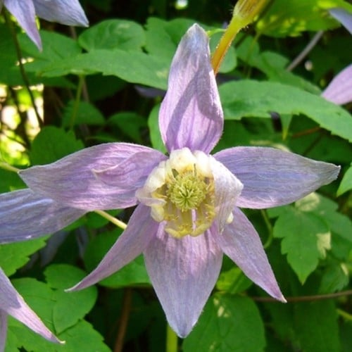 Clematis Macropetala - Waldreben