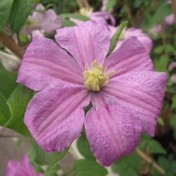 Clematis Comtesse de Bouchaud - Waldreben
