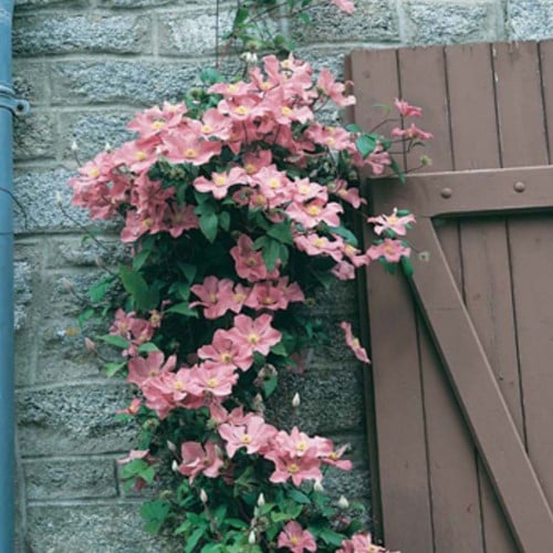 Clematis Comtesse de Bouchard - Waldreben Rosa