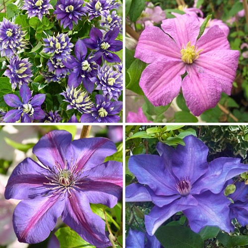 Clematis Kletterpflanzen Mix Lila & Rosa - Waldreben (Viererpack)