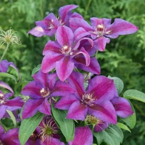 Klematis Mrs. N. Thompson - Waldreben