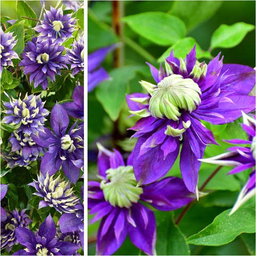 Clematis Taiga - Waldreben
