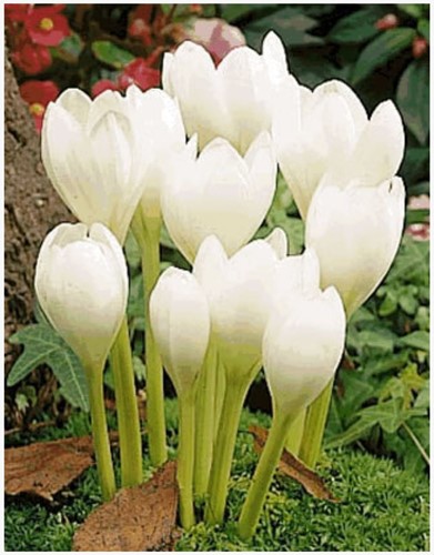 Colchicum autumnale Album - Herbstzeitlose