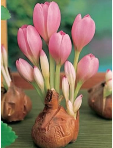Colchicum The Giant - Herbstzeitlose