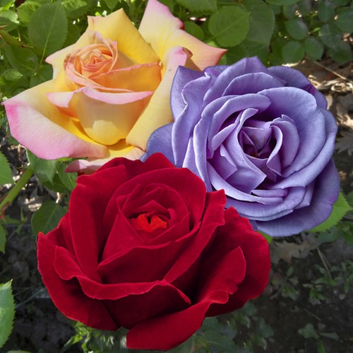 Kollektion Rosen Großblumig Und Duftend - Rosa