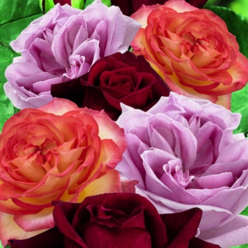 Kollektion stark duftenden Rosen - Rosa