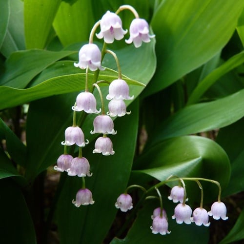 Maiglöckchen Rosa - Convallaria Majalis