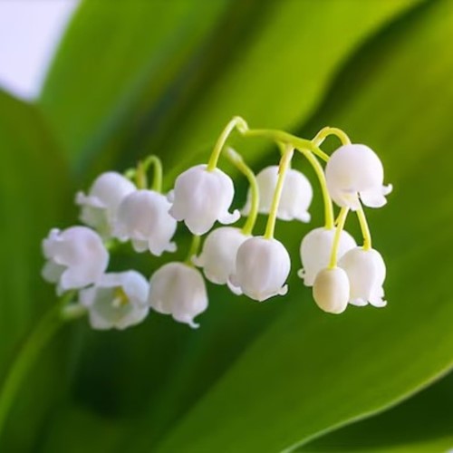 Convallaria Majalis - Maiglöckchen