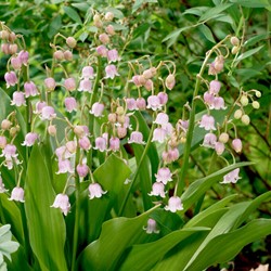 Maiglöckchen Rosa - Convallaria Majalis