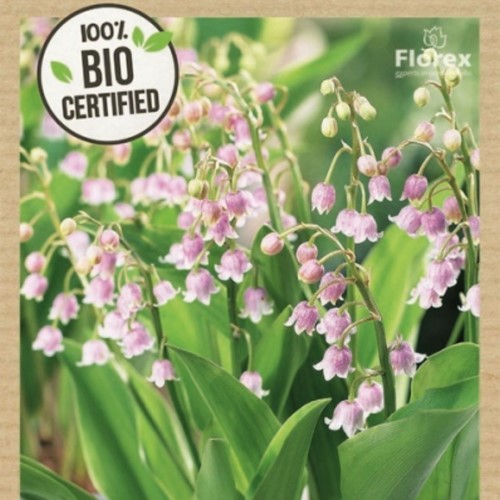 Convallaria Majalis Rosea - Maiglöckchen 100% BIO
