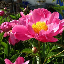 Paeonia Coral Sunset - Pfingstrose