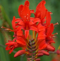 Crocosmia Lucifer - Montbretia (Topfpflanze)