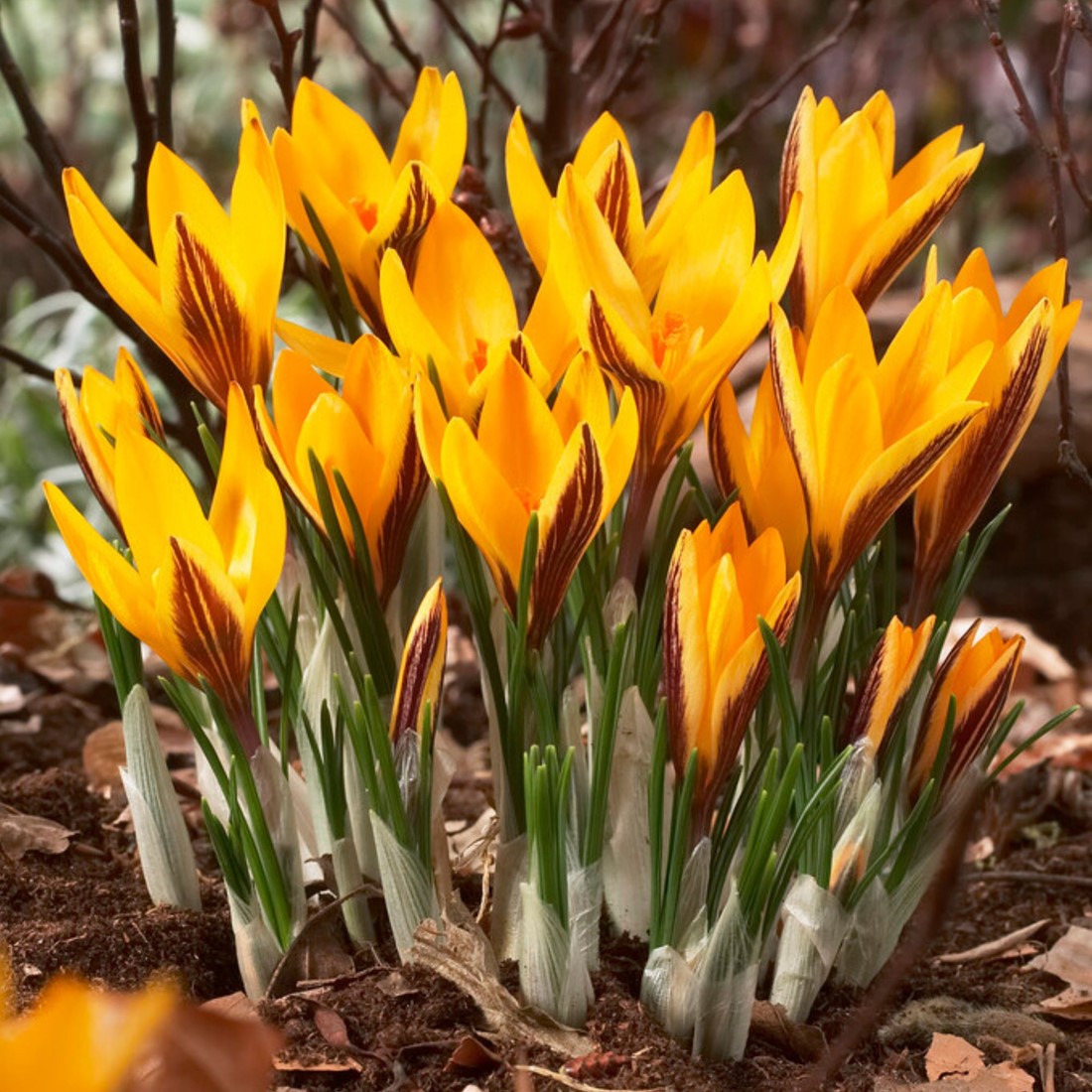 Crocus Angustifolius - Goldbrokat-Krokus kaufen? Schnelle Lieferung und  gnstige Preise bei Blumenzwiebelnversand.de