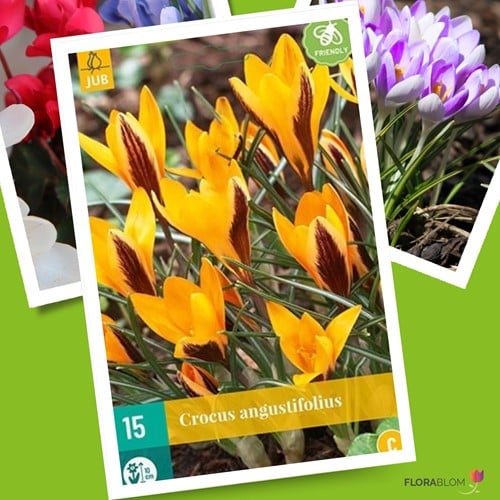Crocus Angustifolius - Goldbrokat-Krokus