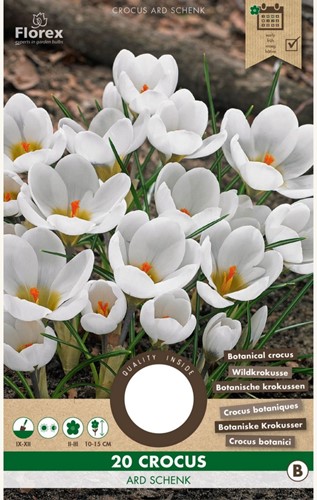 Krokus Ard Schenk
