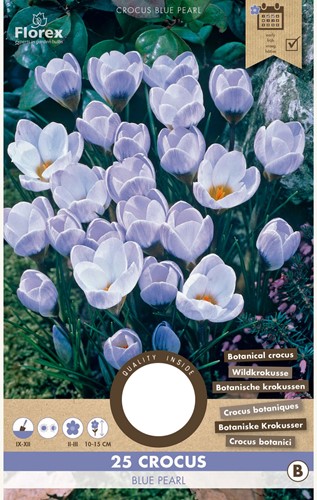 Crocus Chrysanthus Blue Pearl - Krokus