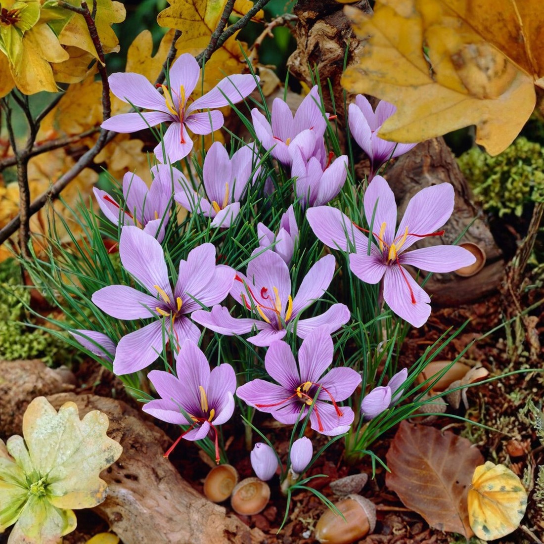 Saffran Krokus kaufen? Schnelle Lieferung und gnstige Preise bei  Blumenzwiebelnversand.de