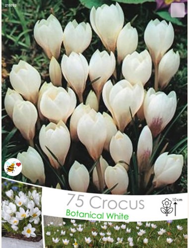 Krokus Miss Vain - Crocus