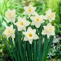 Narzissen Mount Hood - Narcissus