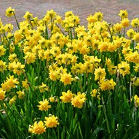 Narzisse Tête Bouclé - Narcissus