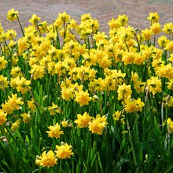 Narzisse Tête Bouclé - Narcissus