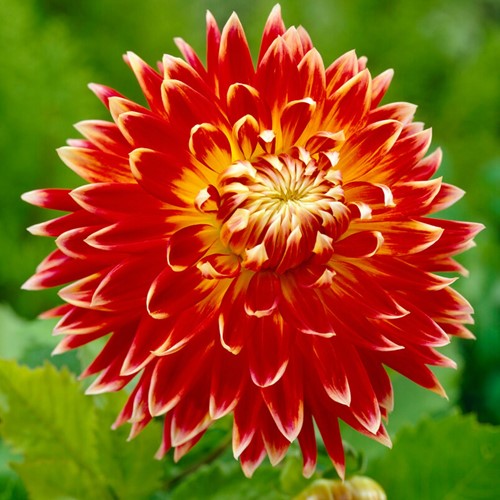 Dahlia Akita - Dahlien