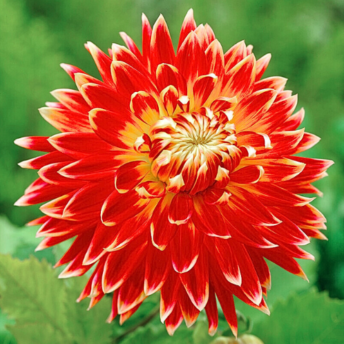 Dahlia Akita - Dahlien