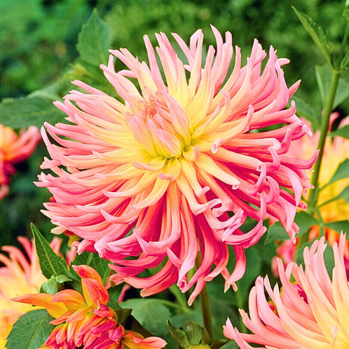 Dahlien Alfred Grille - Dahlia cactus