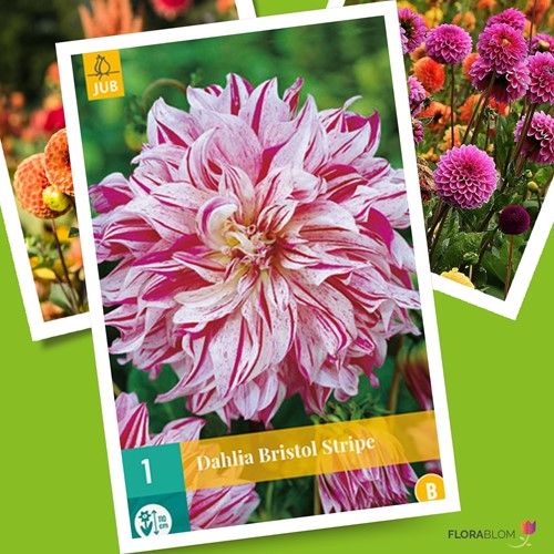 Dahlia Bristol Stripe