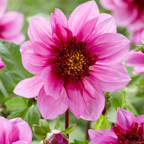 Dahlia Blue Bayou - Dahlien
