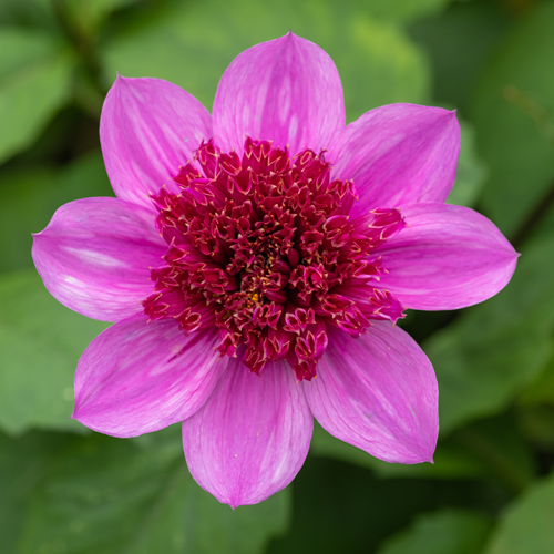 Dahlia Blue Bayou - Dahlien